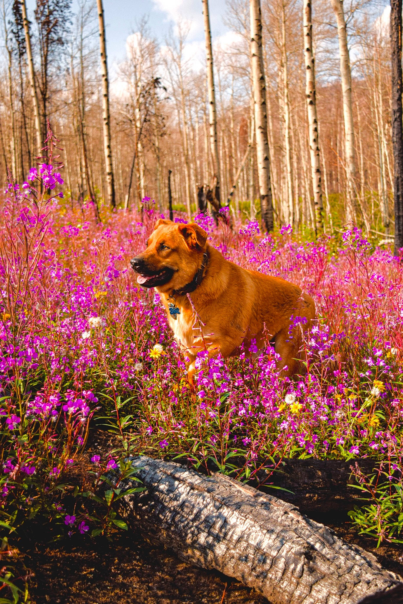 Otis is registered to the contest to win money with this photo: biome, carnivore, cloud, dog, fawn, flower, flowering_plant, forest, grass, groundcover, landscape, magenta, natural_landscape, people_in_nature, plant, shrub, sky, tree, trunk, wood