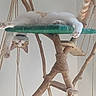animal, cat, cat_tree, climbing, collar, curious, feline, fur, indoor, paws, pet, platform, playful, relaxed, resting, rope, sitting, tail, upside_down, wood
