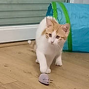 Ginnie participe au concours pour gagner de l'argent avec cette photo : attentive, cat, curious, cute, domestic_cat, doorway, floorboards, indoor, kitten, paw, pet, pet_toy, play_tunnel, playing, small_animals, toy_mouse, whiskers, white_and_orange_cat, window, wooden_floor