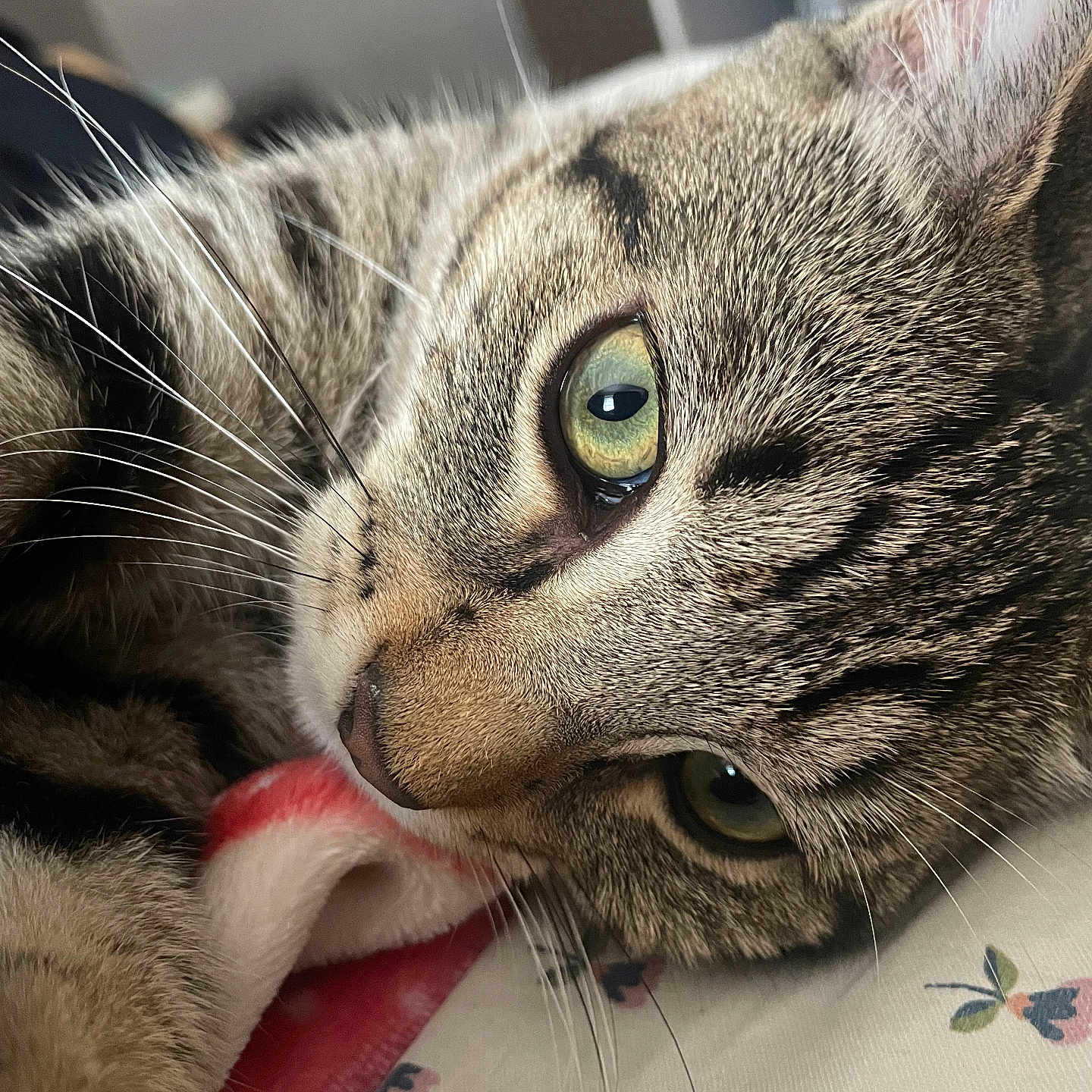 Azula is registered to the contest to win money with this photo: abyssinian, animal, blanket, bodypart, cat, couch, egyptiancat, furniture, kitten, manx, mouth, person, pet, sleeping, snout, teeth, tongue