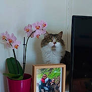 Ruby a rejoint le concours — aidez-le/la à gagner de superbes lots ! box, carnivore, cat, domestic_short_haired_cat, felidae, flower, flowerpot, herbaceous_plant, houseplant, petal, picture_frame, plant, room, shelving, small_to_medium_sized_cats, terrestrial_plant, vase, whiskers, window, wood