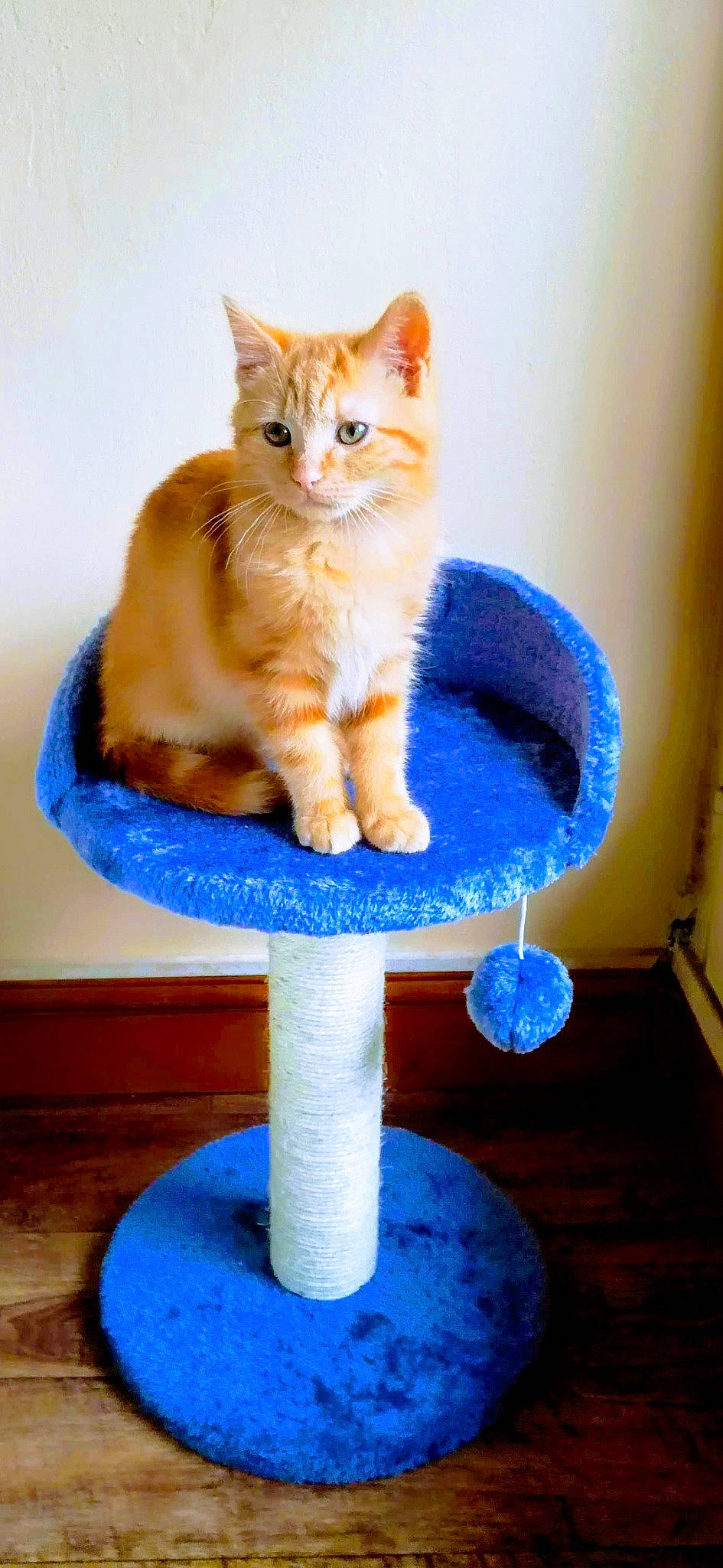 Picolo participe au concours pour gagner de l'argent avec cette photo : art, blue, carnivore, cat, cat_furniture, cat_supply, domestic_short_haired_cat, electric_blue, fawn, felidae, fur, paw, pet_supply, serveware, sitting, small_to_medium_sized_cats, snout, tail, whiskers, wood