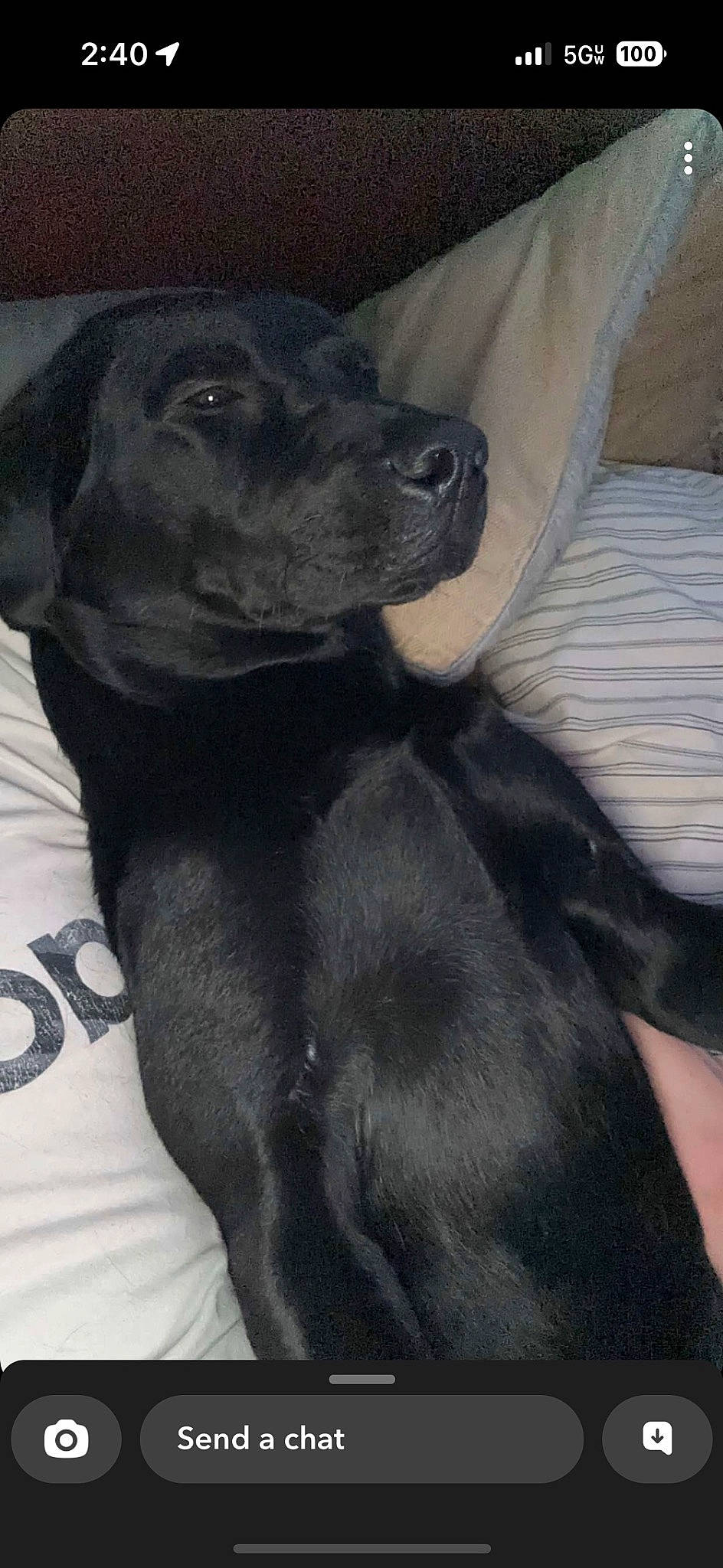 Duke joined the competition — help win amazing prizes! borador, canidae, carnivore, comfort, companion_dog, dog, dog_breed, fawn, fur, grey, guard_dog, gun_dog, hunting_dog, liver, snout, sporting_group, tail, terrestrial_animal, whiskers, working_animal