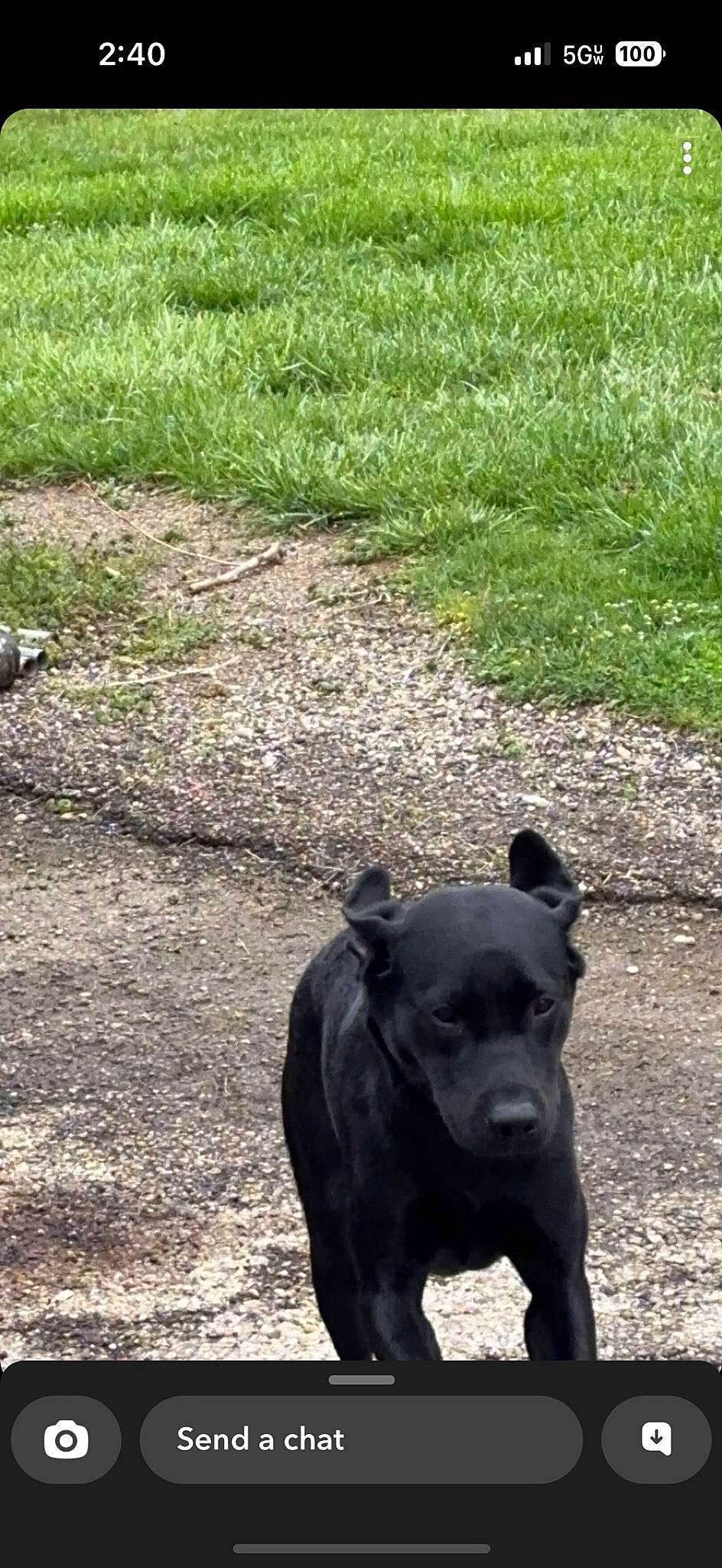 Duke is registered to the contest to win money with this photo: canidae, carnivore, companion_dog, dog, dog_breed, fawn, grass, groundcover, guard_dog, plant, road_surface, snout, soil, sporting_group, tail, terrestrial_animal, whiskers, window, working_animal, working_dog