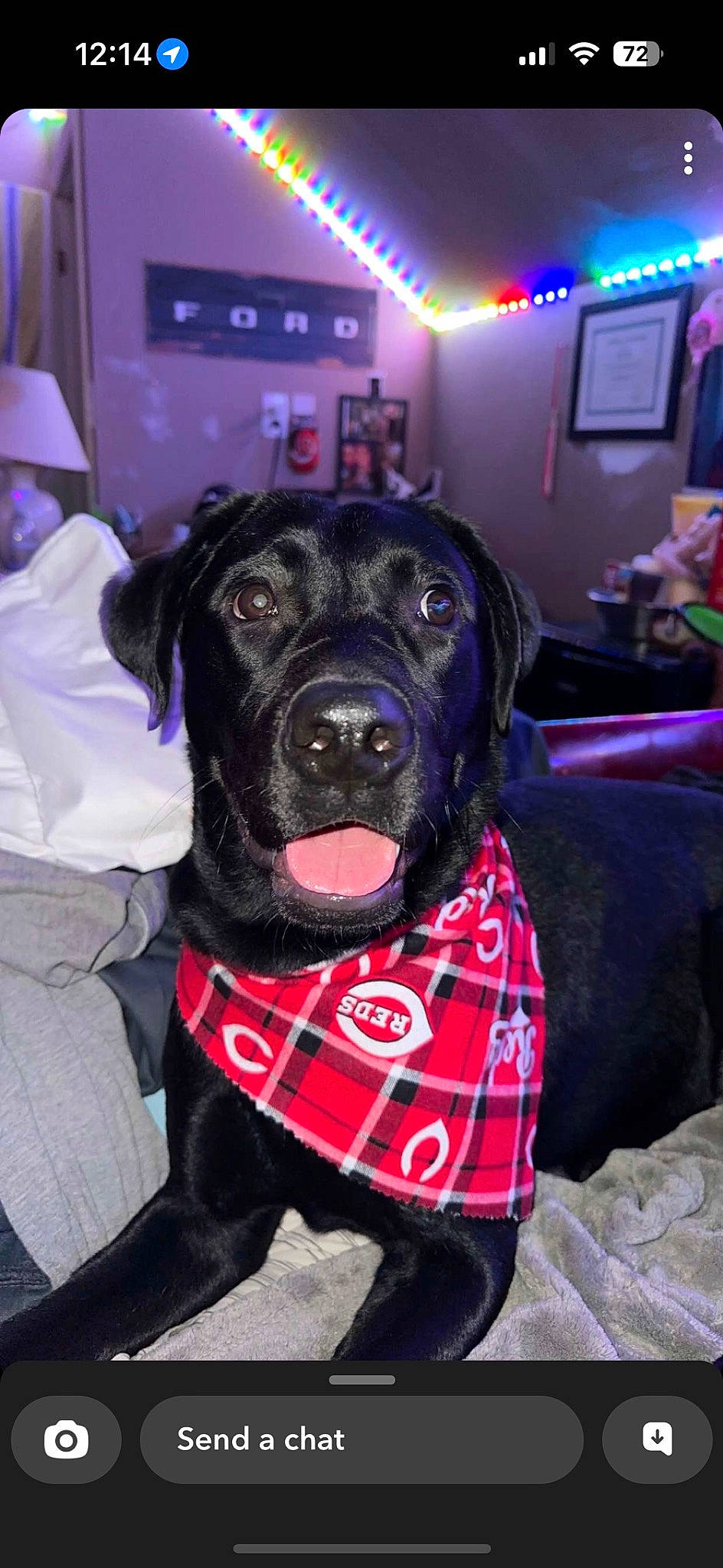 Duke joined the competition — help win amazing prizes! canidae, carnivore, collar, companion_dog, dog, dog_breed, dog_supply, event, fawn, fur, hat, magenta, personal_protective_equipment, pet_supply, pink, purple, snout, sporting_group, television, working_animal