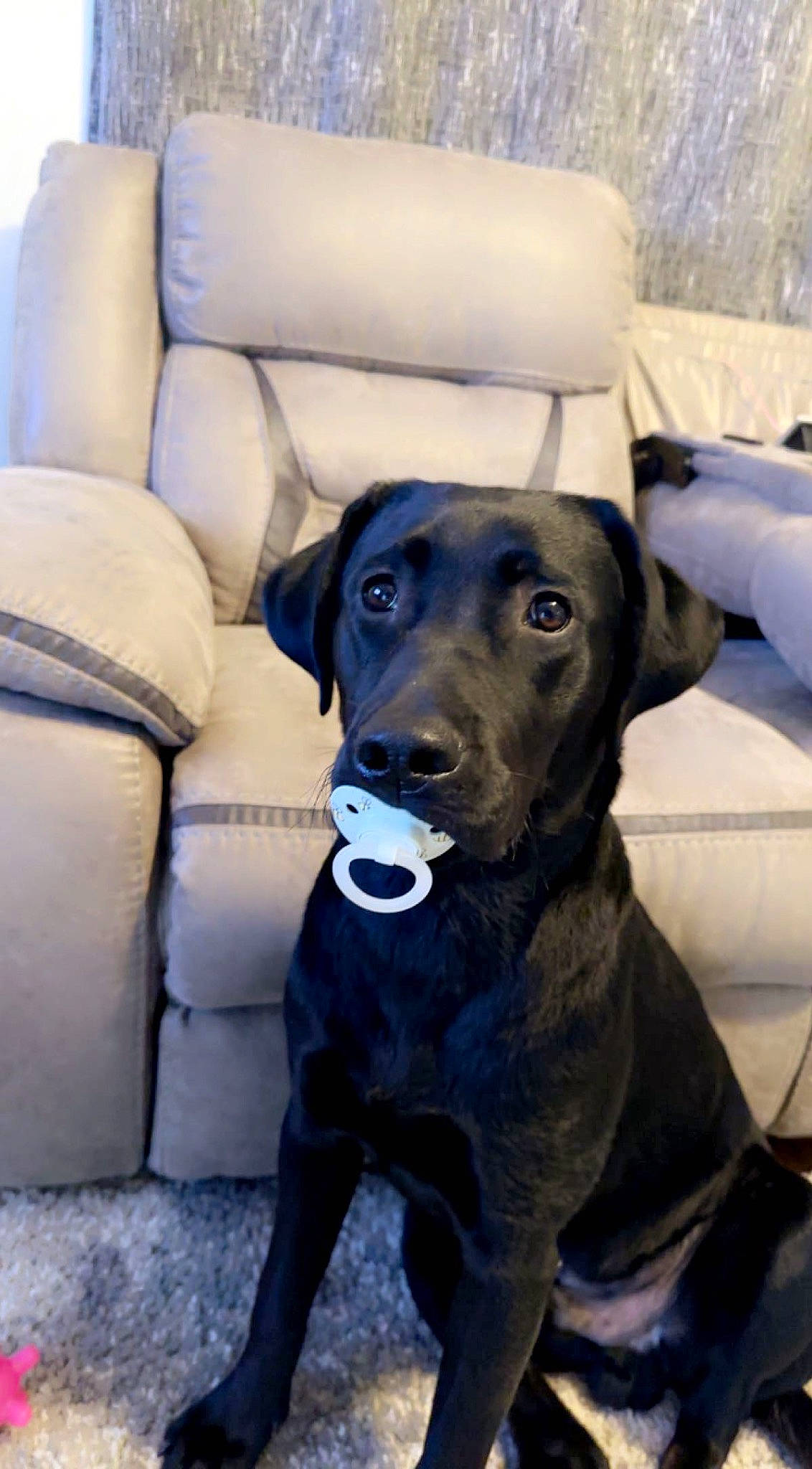 Duke is registered to the contest to win money with this photo: borador, canidae, carnivore, chair, collar, comfort, companion_dog, dog, dog_breed, dog_collar, electric_blue, fawn, fur, guard_dog, gun_dog, mammal, snout, sporting_group, working_animal, working_dog