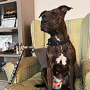 Narla is registered to the contest to win money with this photo: dog, brindle, diaper, armchair, cane, collar, indoor, furniture, sitting, brown, patterned, calendar, bookshelf, decor, pet, canine, domestic, household, resting, portrait