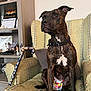 dog, brindle, diaper, armchair, cane, collar, indoor, furniture, sitting, brown, patterned, calendar, bookshelf, decor, pet, canine, domestic, household, resting, portrait