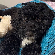 Bailey is registered to the contest to win money with this photo: puppy, dog, black_fur, curly_fur, pet_bed, blue_bed, plush_toy, indoor, closeup, cute, cozy, soft_texture, animal, young_dog, resting, looking, fur, nose, whiskers, bed
