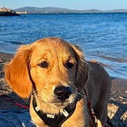 Appy participe au concours pour gagner de l'argent avec cette photo : dog, puppy, golden_retriever, beach, water, sea, sky, mountains, harness, blanket, sand, outdoor, animal, pet, young, nature, sunlight, leash, curious, portrait