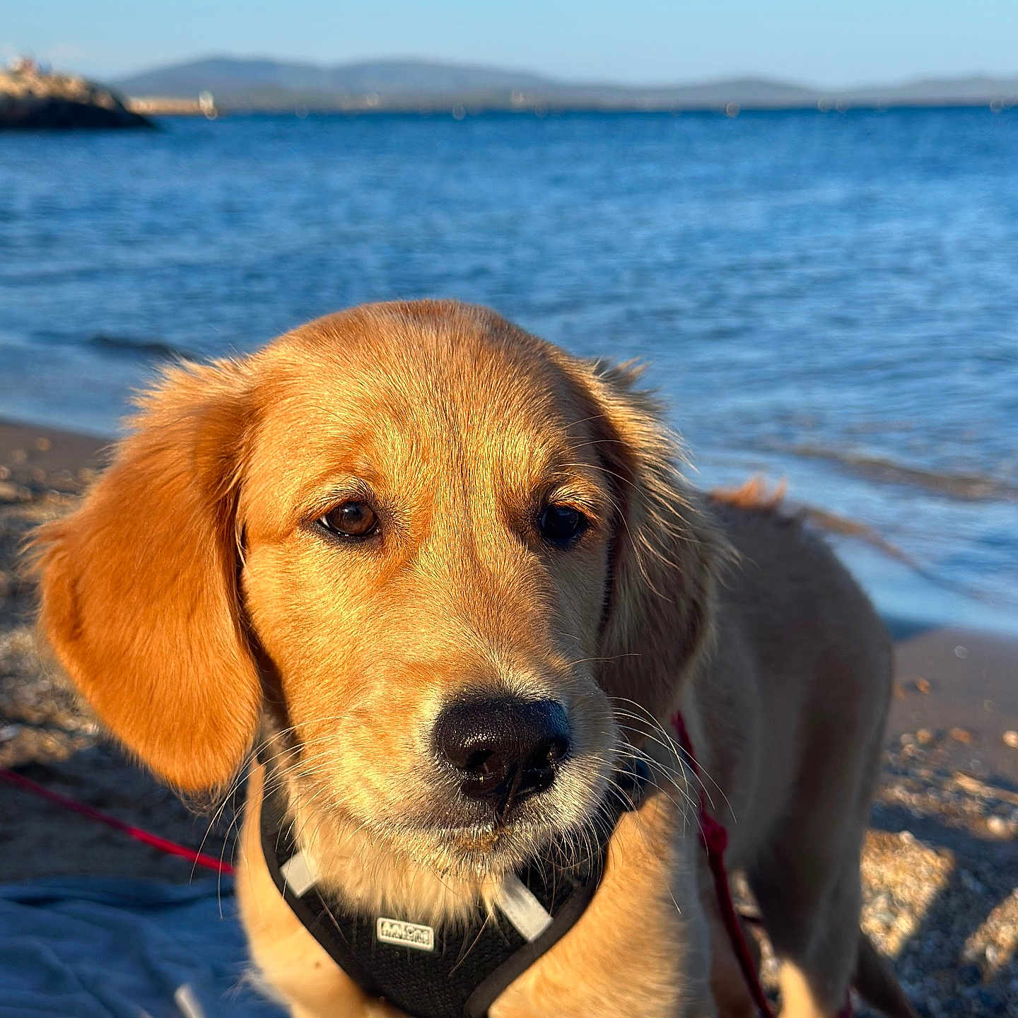 Appy participe au concours pour gagner de l'argent avec cette photo : animal, beach, blanket, curious, dog, golden_retriever, harness, leash, mountains, nature, outdoor, pet, portrait, puppy, sand, sea, sky, sunlight, water, young