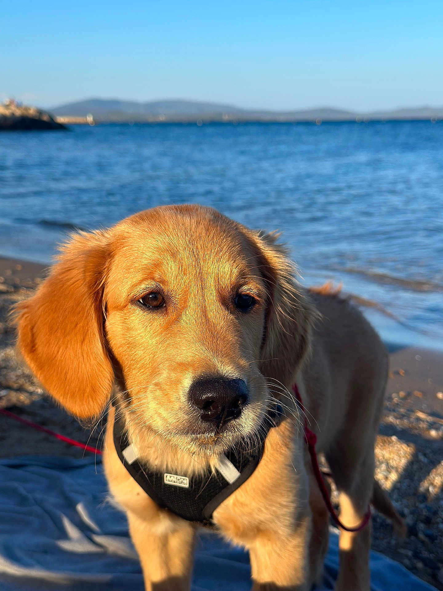 Appy participe au concours pour gagner de l'argent avec cette photo : dog, puppy, golden_retriever, beach, water, sea, sky, mountains, harness, blanket, sand, outdoor, animal, pet, young, nature, sunlight, leash, curious, portrait