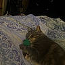 Nala is registered to the contest to win money with this photo: bed, blanket, cat, comfort, cozy, domestic, feline, footwear, gray_tabby, human_foot, indoor, low_light, patterned_bedding, paw, pet, relaxation, resting, sleeping, slippers, toy_mouse