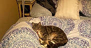 Nala joined the competition — help win amazing prizes! bed, blanket, cat, comforter, cozy, domestic, furniture, household, indoor, keys, nightstand, patterned_textile, pet, pillow, relaxing, resting, room, sleeping_area, tabby_cat, warm_lighting