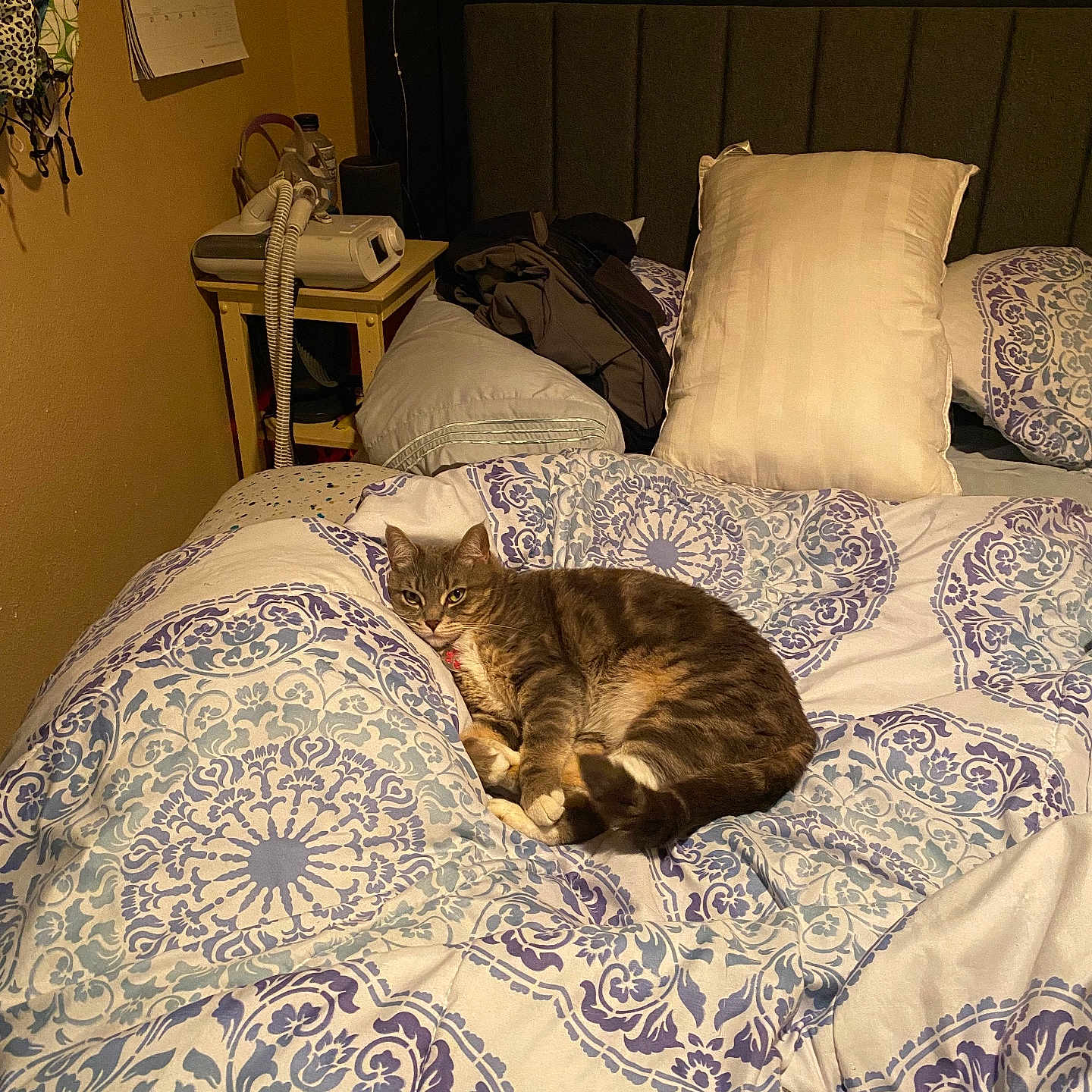 Nala joined the competition — help win amazing prizes! cat, bed, pillow, comforter, nightstand, keys, blanket, indoor, furniture, pet, tabby_cat, resting, cozy, domestic, sleeping_area, household, patterned_textile, warm_lighting, relaxing, room