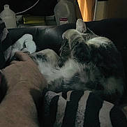 Nala is registered to the contest to win money with this photo: animal, blanket, cat, closeup, comfort, couch, cozy, dark, domestic, feline, fur, hand, home, indoor, person, pet, relaxing, resting, sleeping, striped
