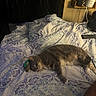 Nala is registered to the contest to win money with this photo: arm, bed, blanket, casual, cat, cozy, furniture, glasses, gray_cat, home, indoor, patterned_bedspread, plant, relaxation, remote_control, resting, shelf, sleepy, striped_cat, toy_mouse