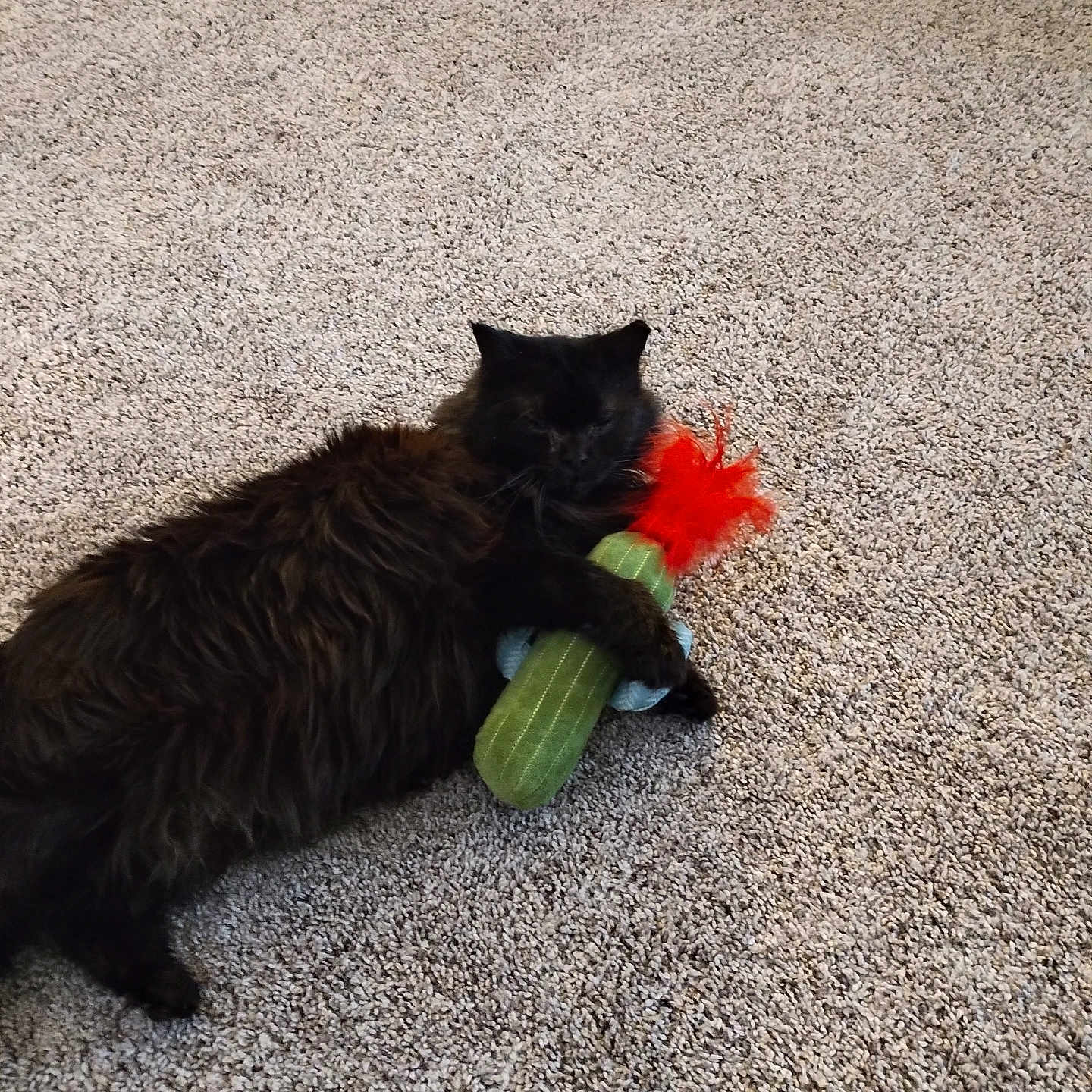 Kitty is registered to the contest to win money with this photo: accessories, animal, blackcat, cat, cucumber, featherboa, flower, flowerarrangement, food, hardwood, kitten, manx, pet, plant, produce, squash, strap, vegetable, wood, zucchini