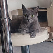 Missy participe au concours pour gagner de l'argent avec cette photo : animal, cat, chair, chrome, closeup, curious, cushion, domestic, feline, floor, furniture, gray_cat, green_eyes, home, indoor, metal, pet, portrait, relaxed, resting