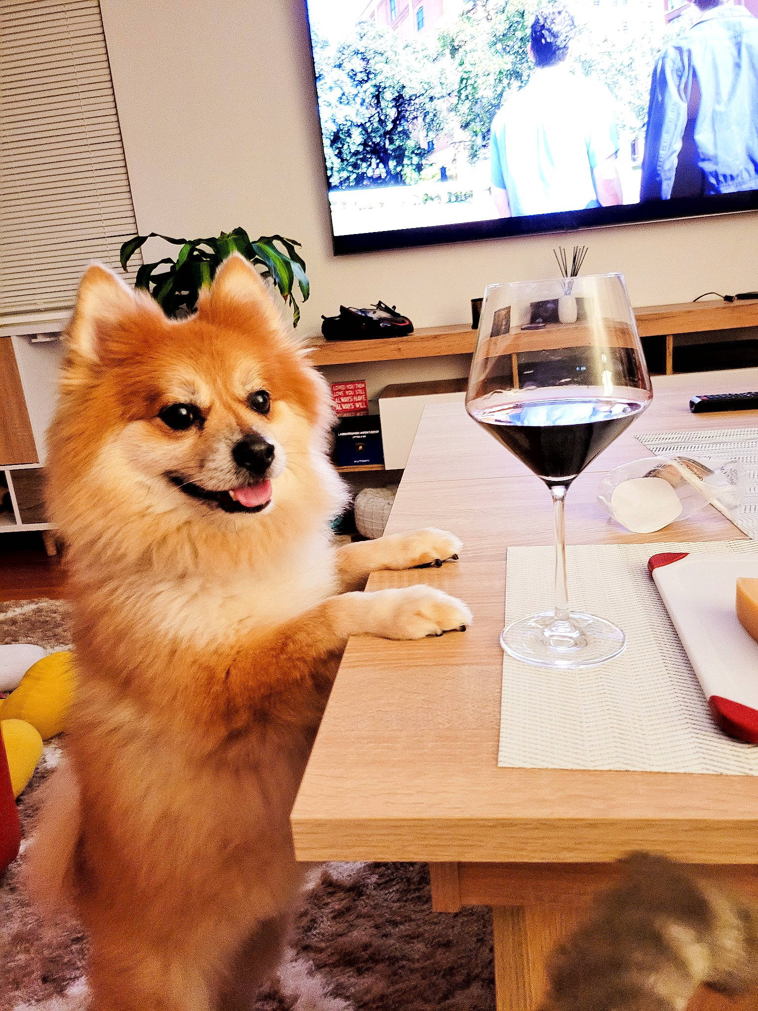 Barney joined the competition — help win amazing prizes! barware, carnivore, champagne_stemware, companion_dog, dog, dog_breed, drink, drinkware, fawn, furniture, plant, red_wine, spitz, stemware, table, tableware, window, wine, wine_glass, wood