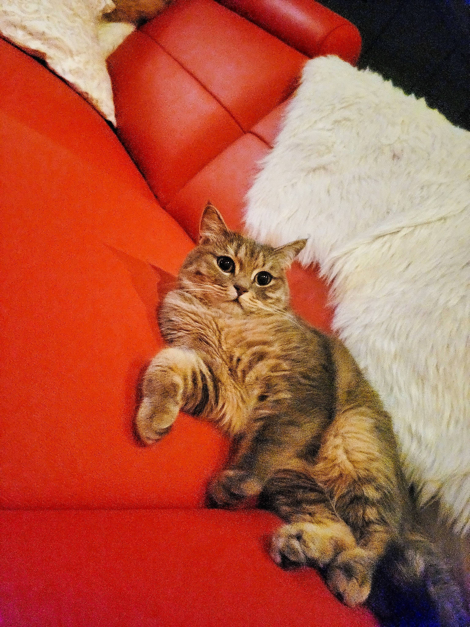 Fiona is registered to the contest to win money with this photo: box, carnivore, cat, claw, comfort, domestic_short_haired_cat, felidae, fur, furniture, paw, pillow, sitting, small_to_medium_sized_cats, snout, tail, throw_pillow, vertebrate, whiskers, wood