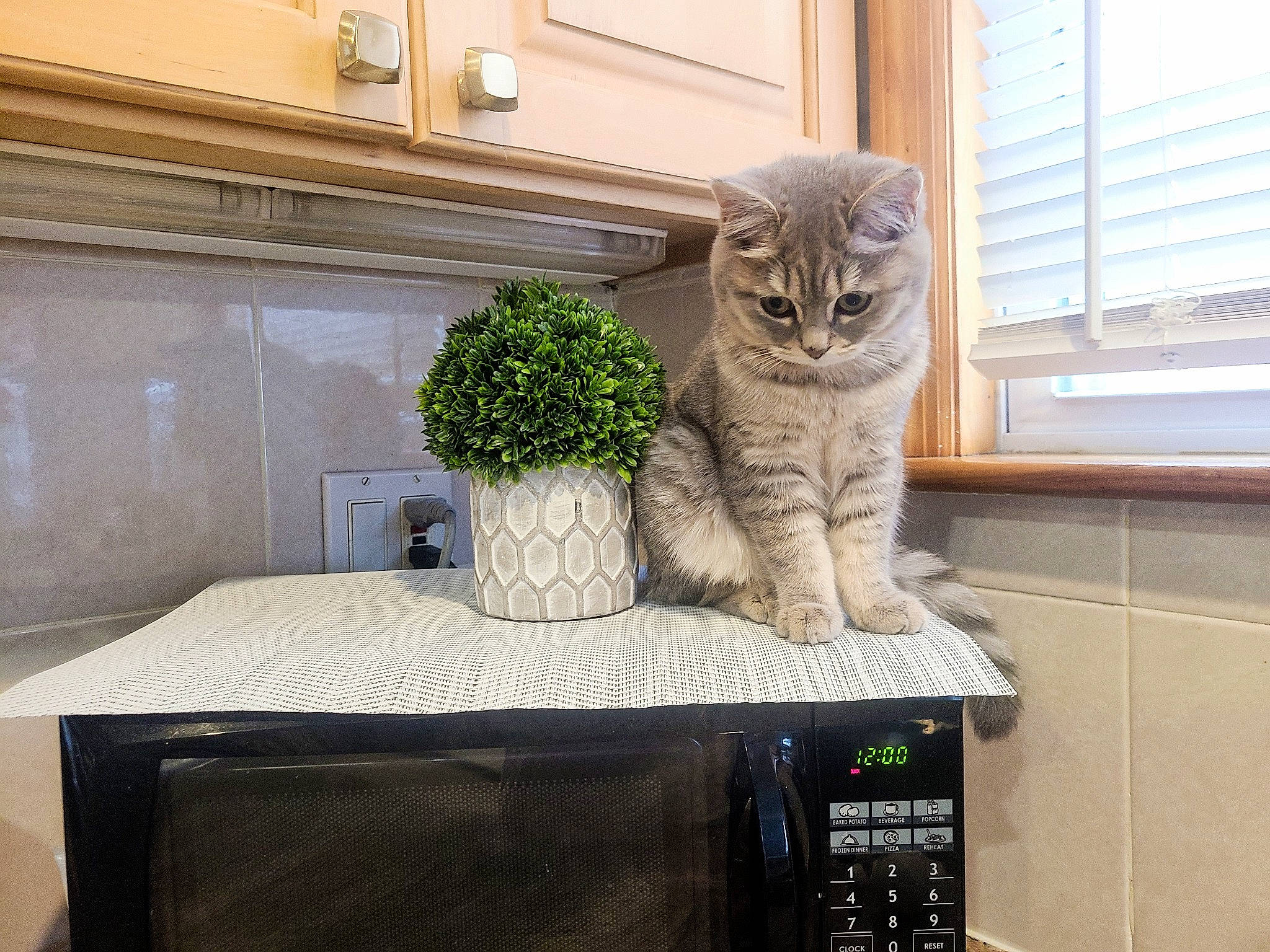 Fiona joined the competition — help win amazing prizes! audio_equipment, carnivore, cat, chair, fawn, felidae, flooring, flowerpot, grass, grey, hardwood, houseplant, output_device, plant, small_to_medium_sized_cats, table, tail, whiskers, window, wood