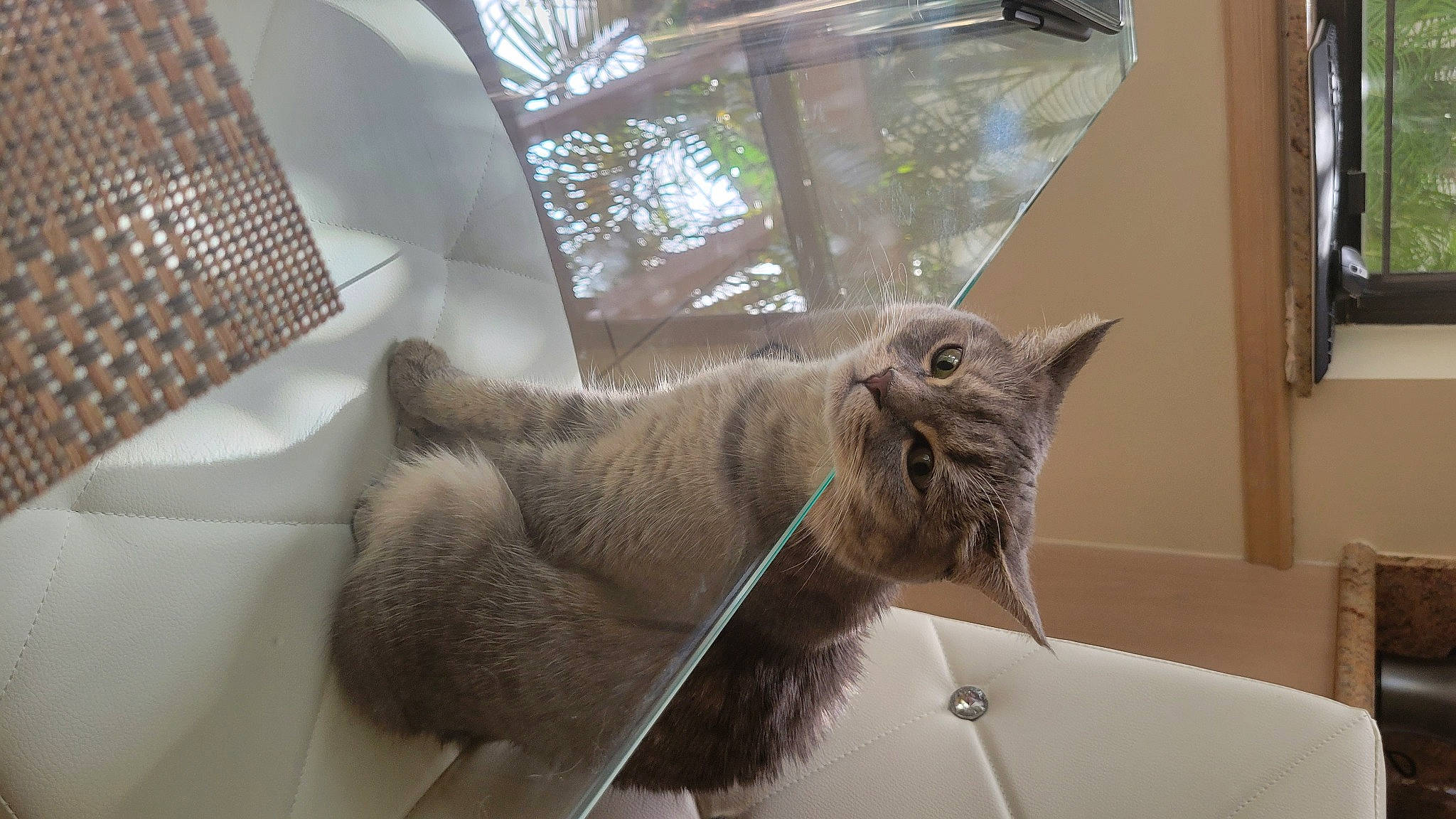 Fiona is registered to the contest to win money with this photo: carnivore, cat, claw, comfort, domestic_short_haired_cat, fawn, felidae, flooring, fur, house, houseplant, korat, plant, room, small_to_medium_sized_cats, snout, tail, whiskers, window, wood