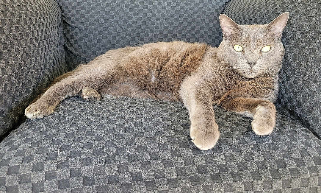 Oscar