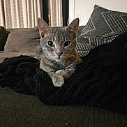 Coraline joined the competition — help win amazing prizes! cat, tabby_cat, pet, animal, feline, indoor, couch, blanket, knitted_blanket, pillow, patterned_pillow, curtains, window, relaxing, resting, close_up, fur, whiskers, ears, home