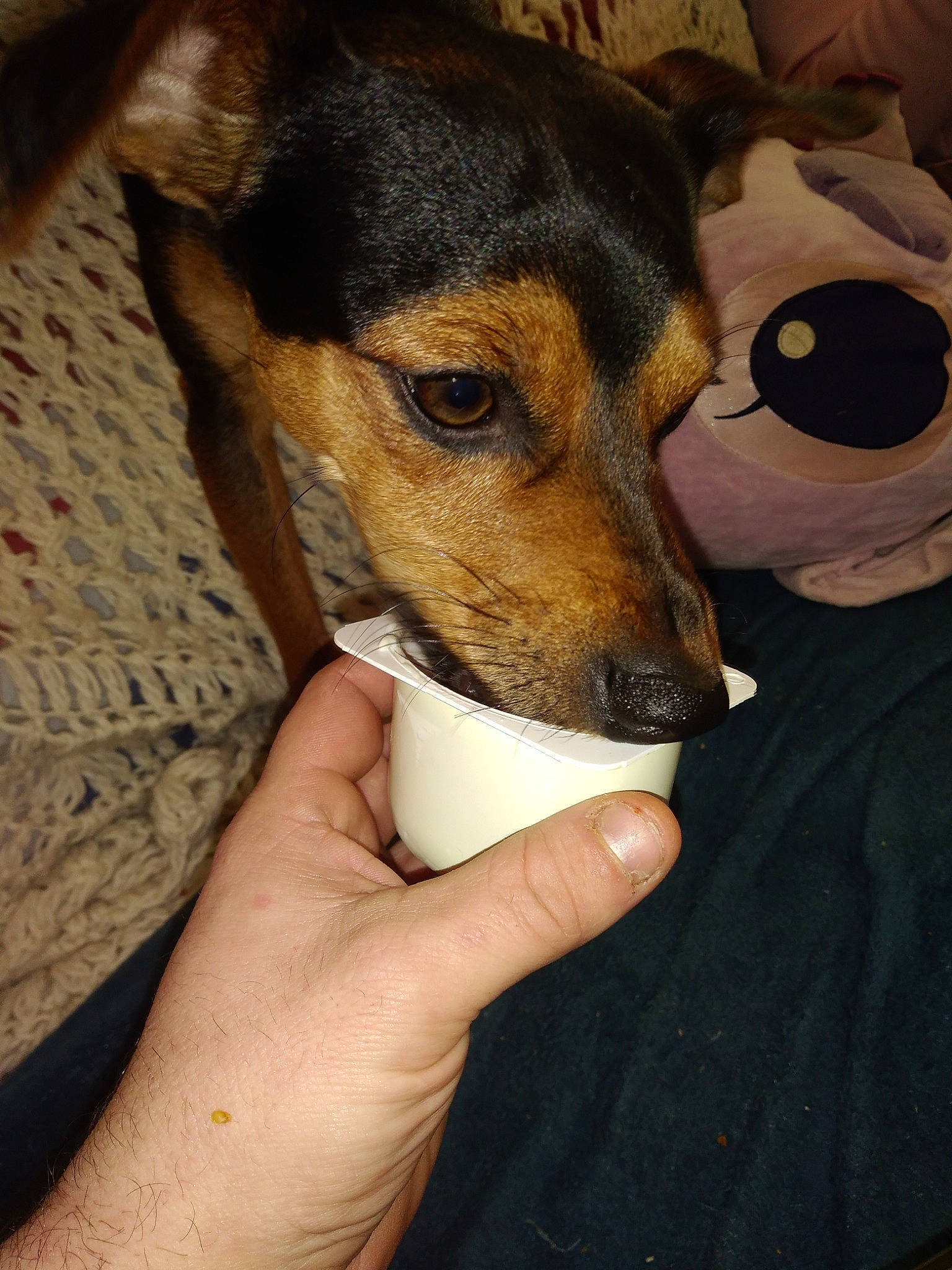 Pumba participe au concours pour gagner de l'argent avec cette photo : canidae, carnivore, chilean_fox_terrier, companion_dog, dog, dog_breed, ear, nail, paw, puppy, snout, sporting_group, terrestrial_animal, whiskers, working_animal, working_dog