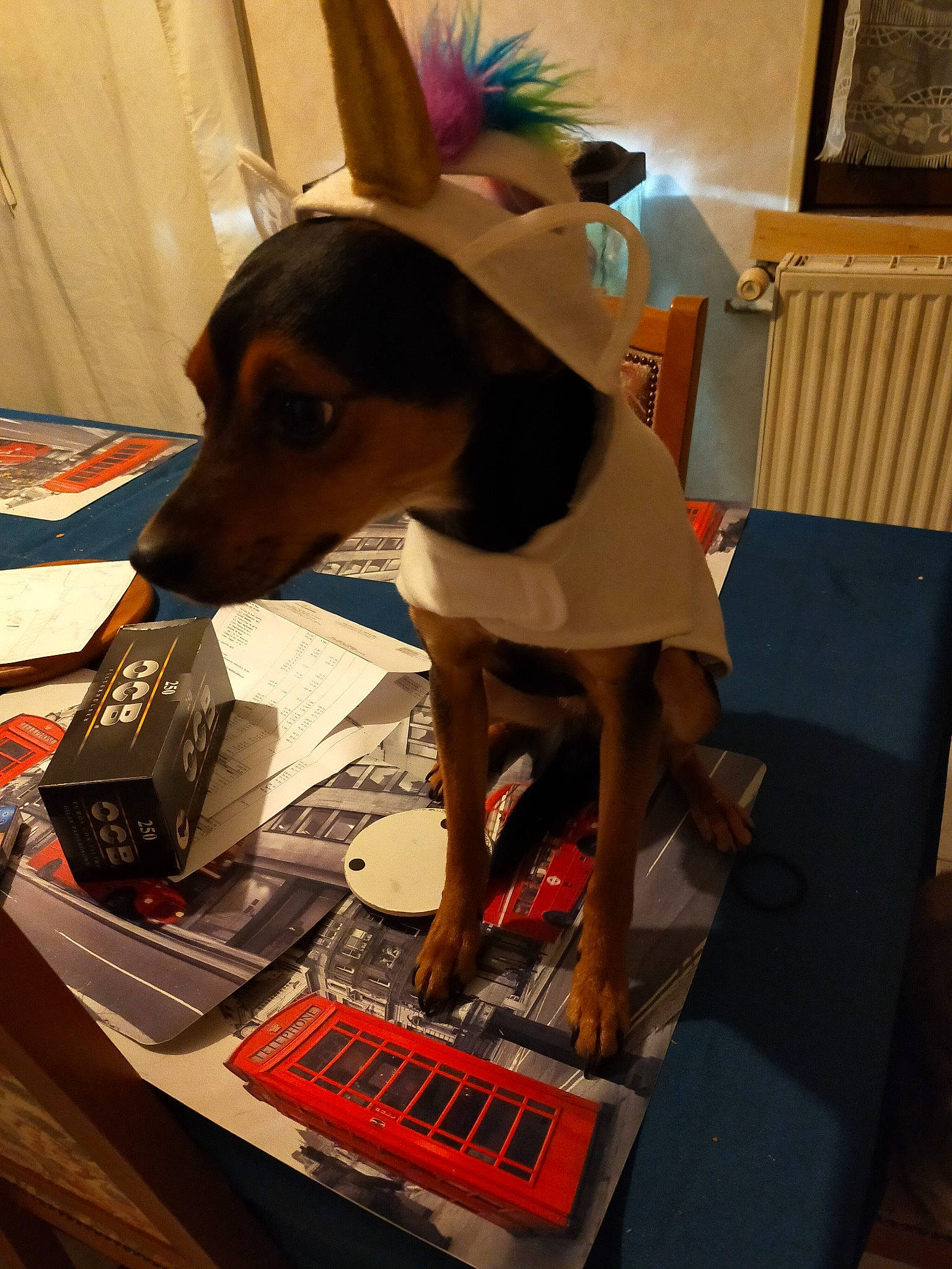 Pumba participe au concours pour gagner de l'argent avec cette photo : art, canidae, carmine, carnivore, collar, companion_dog, dog, dog_breed, dog_clothes, dog_supply, fawn, flooring, office_supplies, paper_product, party_hat, pet_supply, room, sporting_group, visual_arts, working_animal