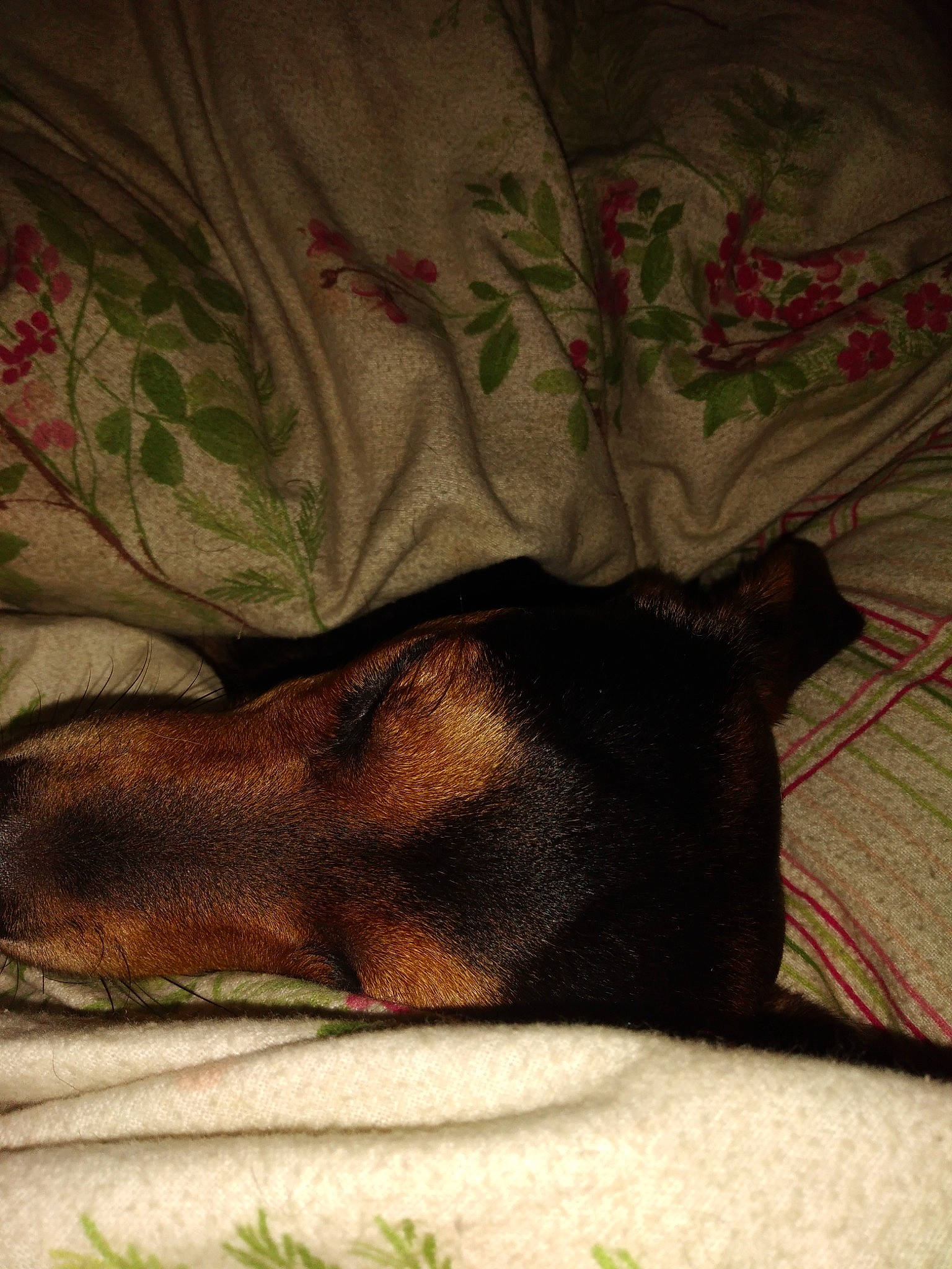 Pumba a rejoint le concours — aidez-le/la à gagner de superbes lots ! brown, canidae, carnivore, comfort, dog, dog_breed, fawn, felidae, fur, human_leg, linens, pattern, paw, small_to_medium_sized_cats, snout, sporting_group, tail, tints_and_shades, whiskers, wood