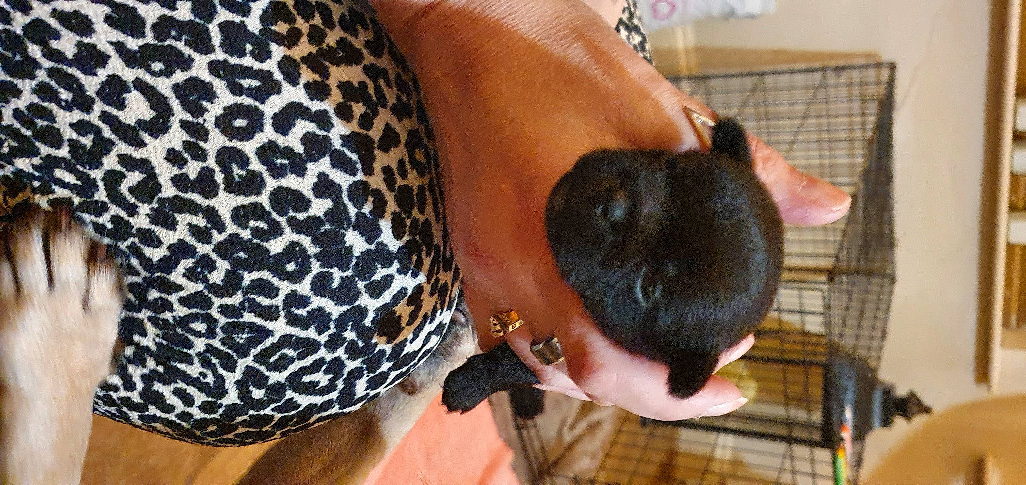 Winston joined the competition — help win amazing prizes! abdomen, black_hair, bracelet, chest, elbow, event, fashion_accessory, fun, hair, happy, human_leg, jewellery, neck, pattern, sleeve, thigh, trunk, waist, wrist