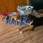 Tuff joined the competition — help win amazing prizes! dog, dogs, towel, wooden_floor, laundry_basket, shoe, pink_bowl, room, indoor, pet, furniture, television, cord, wood_paneling, flooring, lying_down, curious, scruffy, domestic, relaxed