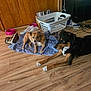 dog, dogs, towel, wooden_floor, laundry_basket, shoe, pink_bowl, room, indoor, pet, furniture, television, cord, wood_paneling, flooring, lying_down, curious, scruffy, domestic, relaxed