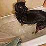 Tuff is registered to the contest to win money with this photo: dog, bathtub, water, soap_bubbles, wet_fur, bathroom, shower_curtain, paw_print, floor, wall, pet, animal, indoor, cleaning, home, fur, black_fur, brown_fur, standing, soapy_water