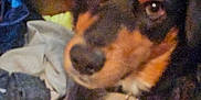 Tuff joined the competition — help win amazing prizes! dog, close_up, blurry, grainy, indoor, pet, animal, brown, black, fur, face, eyes, snout, resting, fabric, clothing, soft, cozy, portrait, domestic