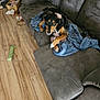 Tuff is registered to the contest to win money with this photo: dog, couch, blanket, stuffed_toy, wooden_floor, basket, toy, living_room, pet, playful, indoor, fur, paw, chewing, home, cozy, relaxed, animal, canine, brown_black