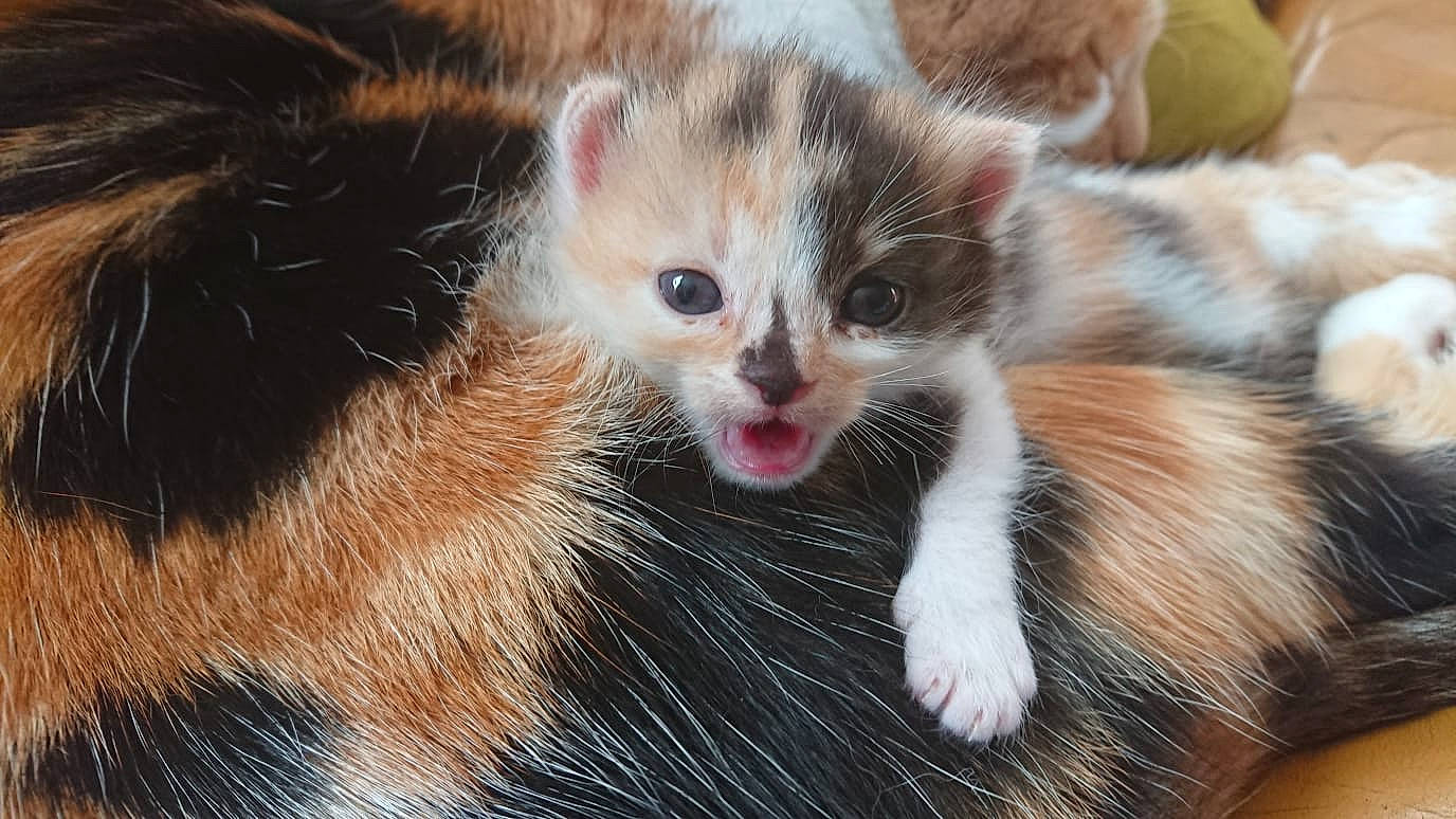 Minette participe au concours pour gagner de l'argent avec cette photo : american_curl, asian, carnivore, cat, claw, european_shorthair, fawn, felidae, fur, kitten, mammal, munchkin, norwegian_forest_cat, polydactyl_cat, small_to_medium_sized_cats, snout, tabby_cat, vertebrate, whiskers