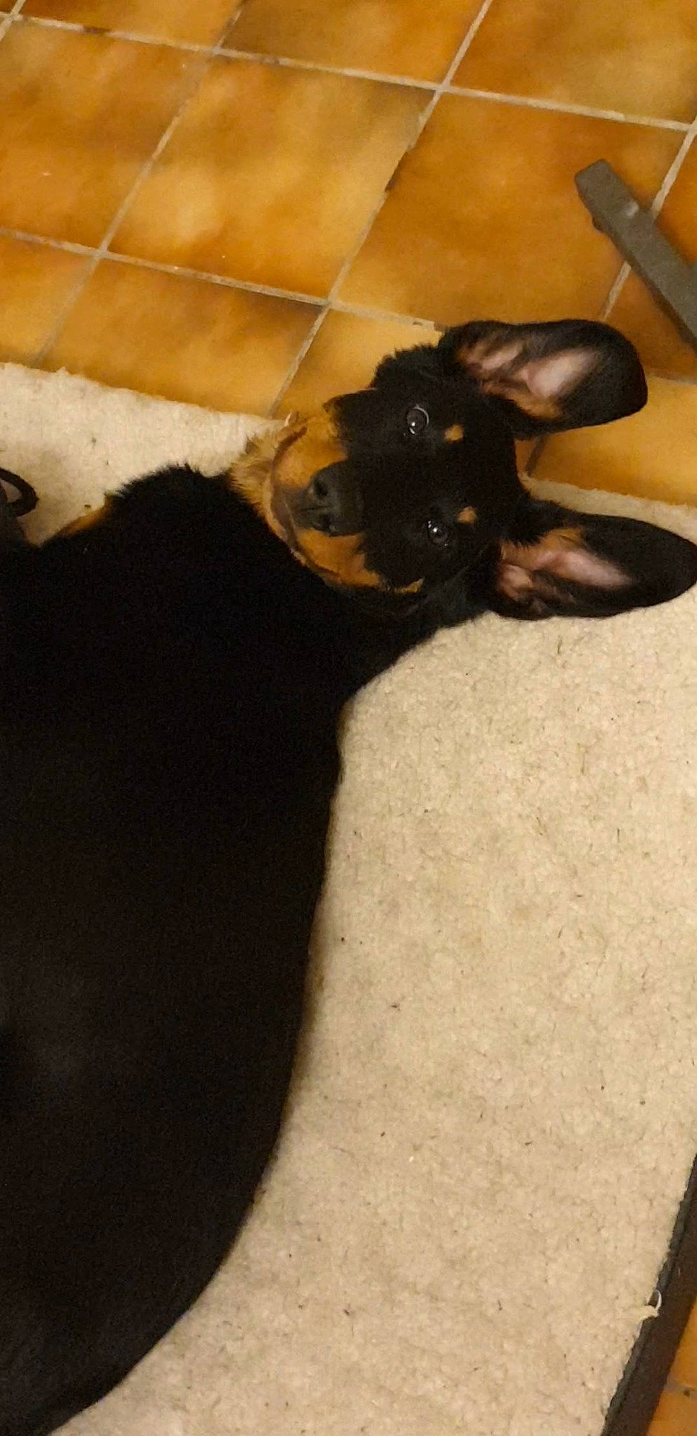 Perle a rejoint le concours — aidez-le/la à gagner de superbes lots ! canidae, carnivore, dobermann, dog, dog_breed, fawn, guard_dog, miniature_pinscher, puppy, sporting_group