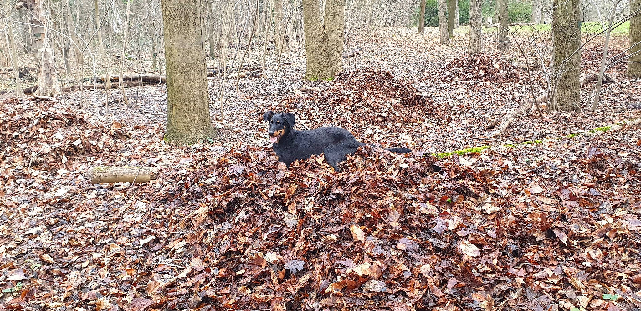 Perle a rejoint le concours — aidez-le/la à gagner de superbes lots ! canidae, carnivore, dog, dog_breed, hunting_dog, leaf, woodland