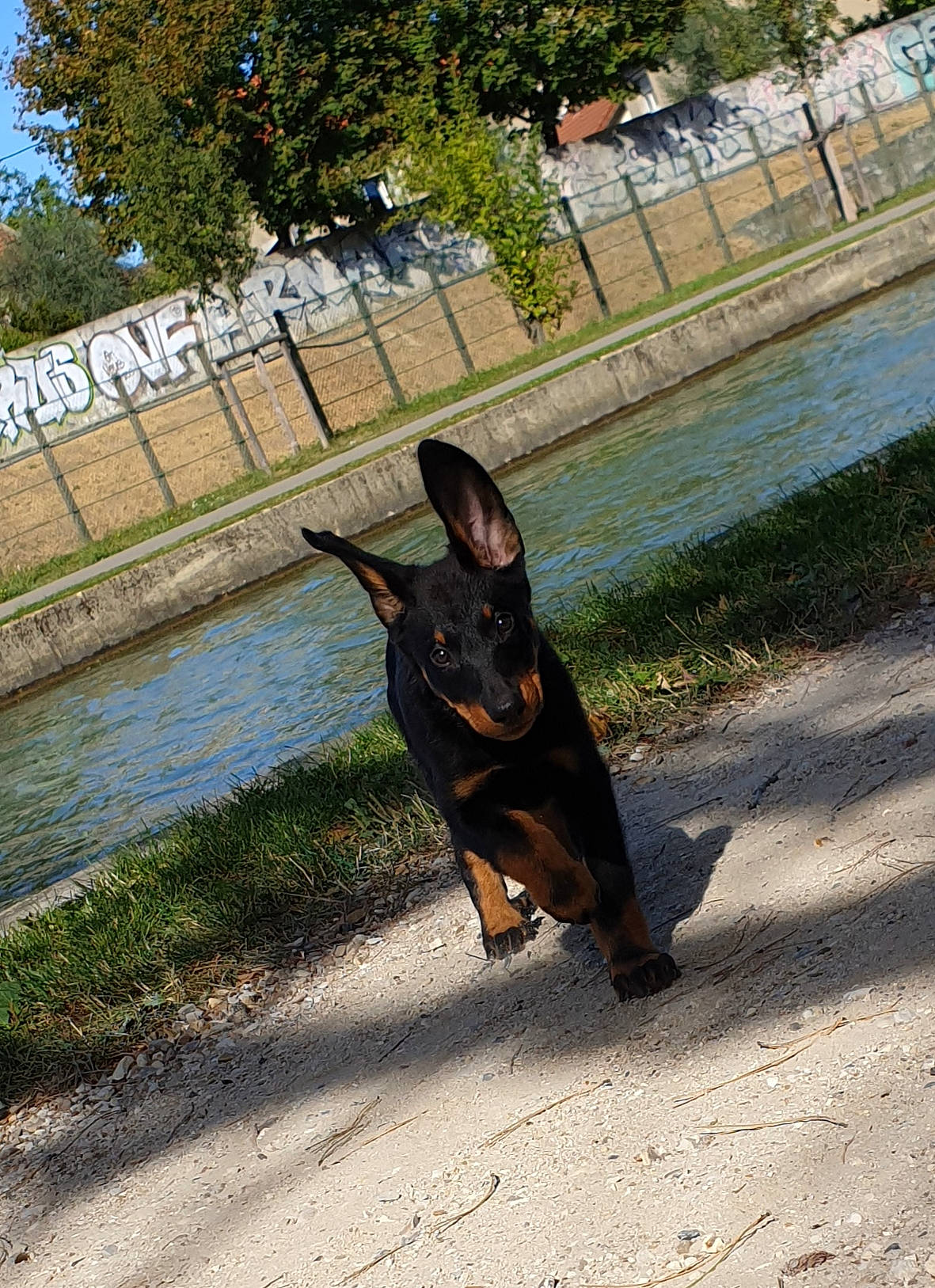 Perle a rejoint le concours — aidez-le/la à gagner de superbes lots ! beauceron, canidae, carnivore, dobermann, dog, dog_breed, guard_dog, miniature_pinscher, pinscher, police_dog, tail, working_dog