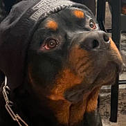 Tank joined the competition — help win amazing prizes! dog, rottweiler, pet, portrait, close_up, indoor, collar, chain, hoodie, looking_up, expressive_eyes, black_fur, tan_markings, muzzle, floor_rug, chair, furniture, canine, domestic_animal, large_breed