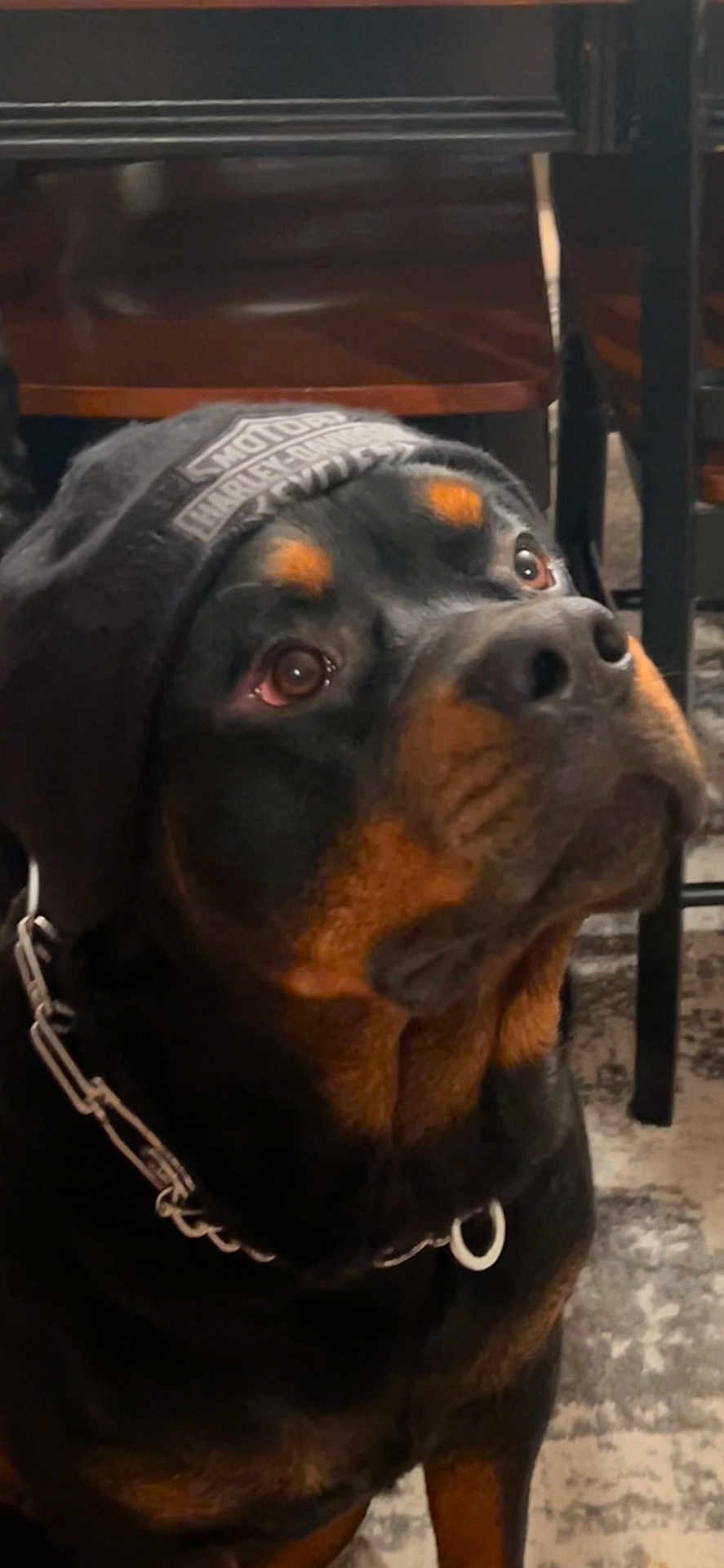 Tank joined the competition — help win amazing prizes! dog, rottweiler, pet, portrait, close_up, indoor, collar, chain, hoodie, looking_up, expressive_eyes, black_fur, tan_markings, muzzle, floor_rug, chair, furniture, canine, domestic_animal, large_breed
