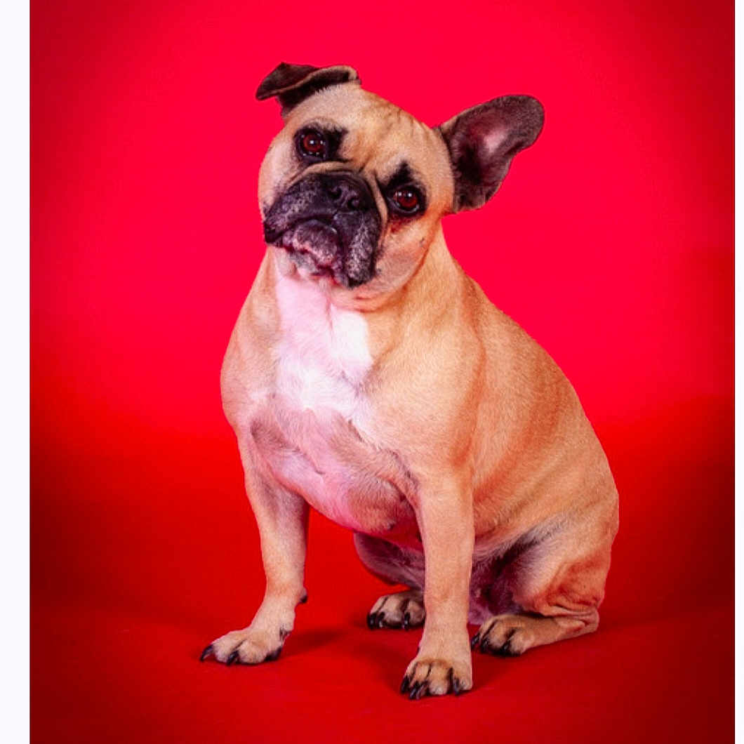 Soso participe au concours pour gagner de l'argent avec cette photo : animal, boxer, bulldog, canine, dog, frenchbulldog, pet, pitbull, pug, puppy