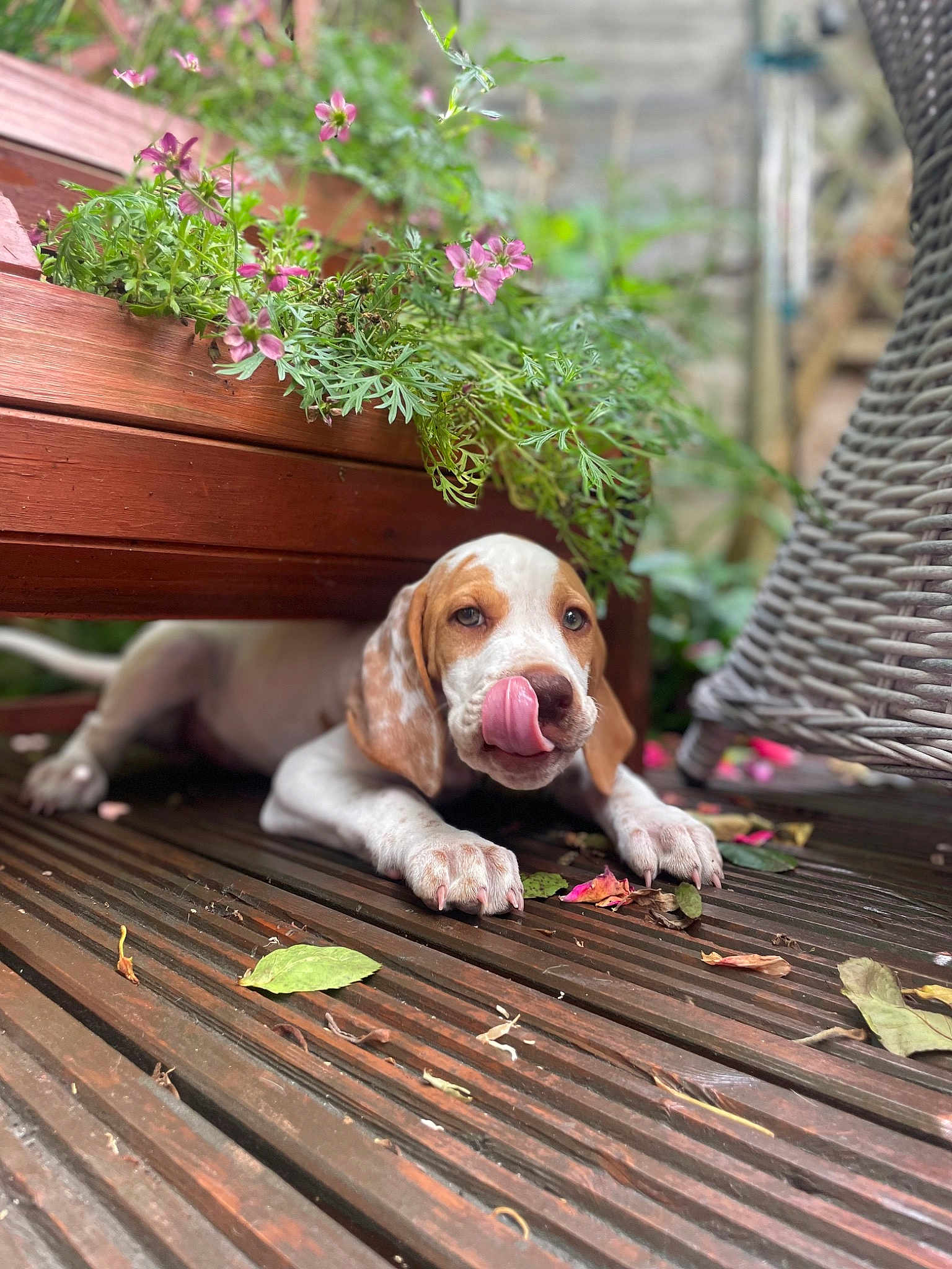 Piper