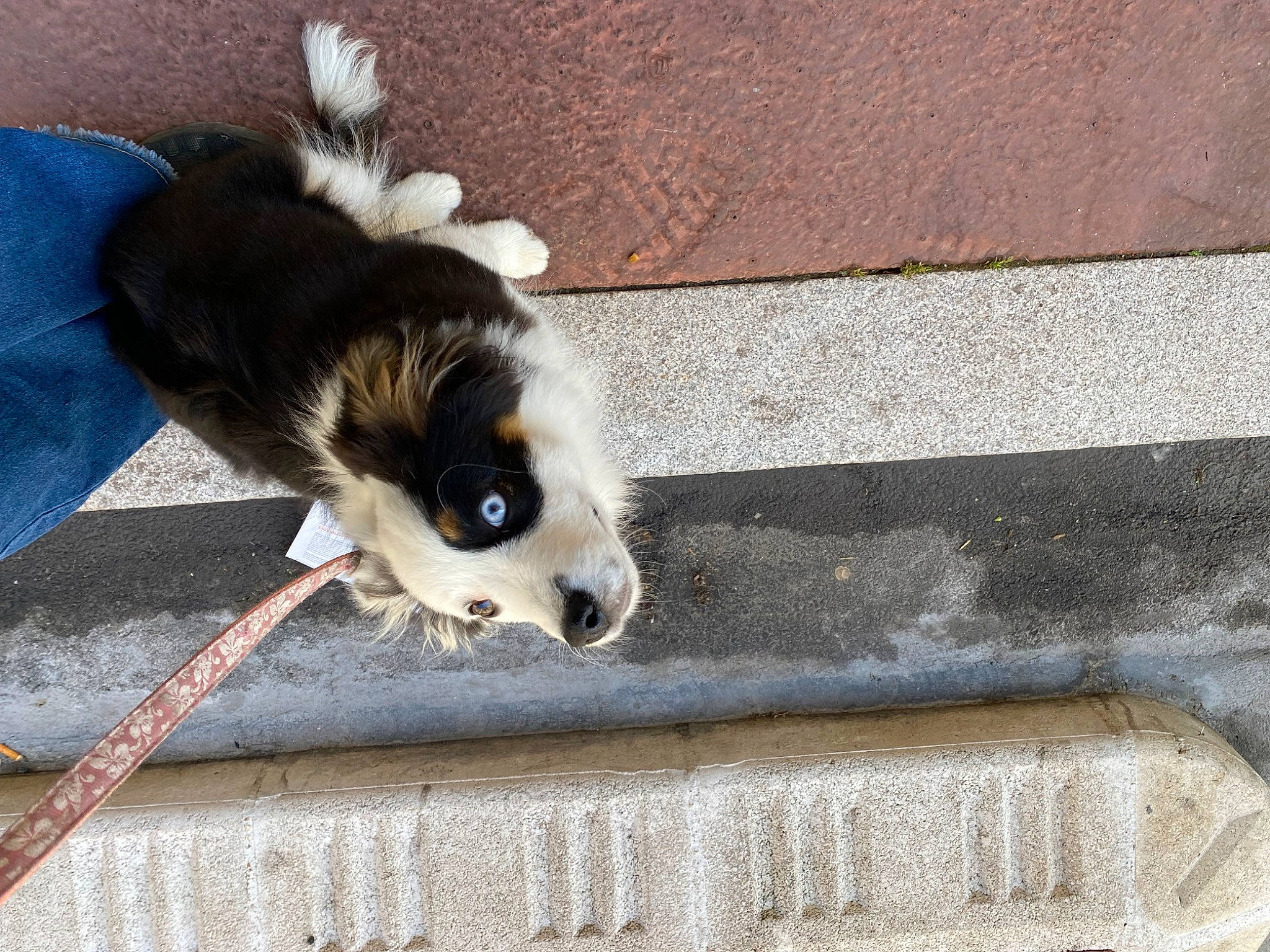 Guimauve participe au concours pour gagner de l'argent avec cette photo : carnivore, companion_dog, concrete, dog, dog_breed, fawn, felidae, flooring, fur, paw, road_surface, sidewalk, small_to_medium_sized_cats, sporting_group, tail, terrestrial_animal, toy_dog, whiskers, wood, working_animal