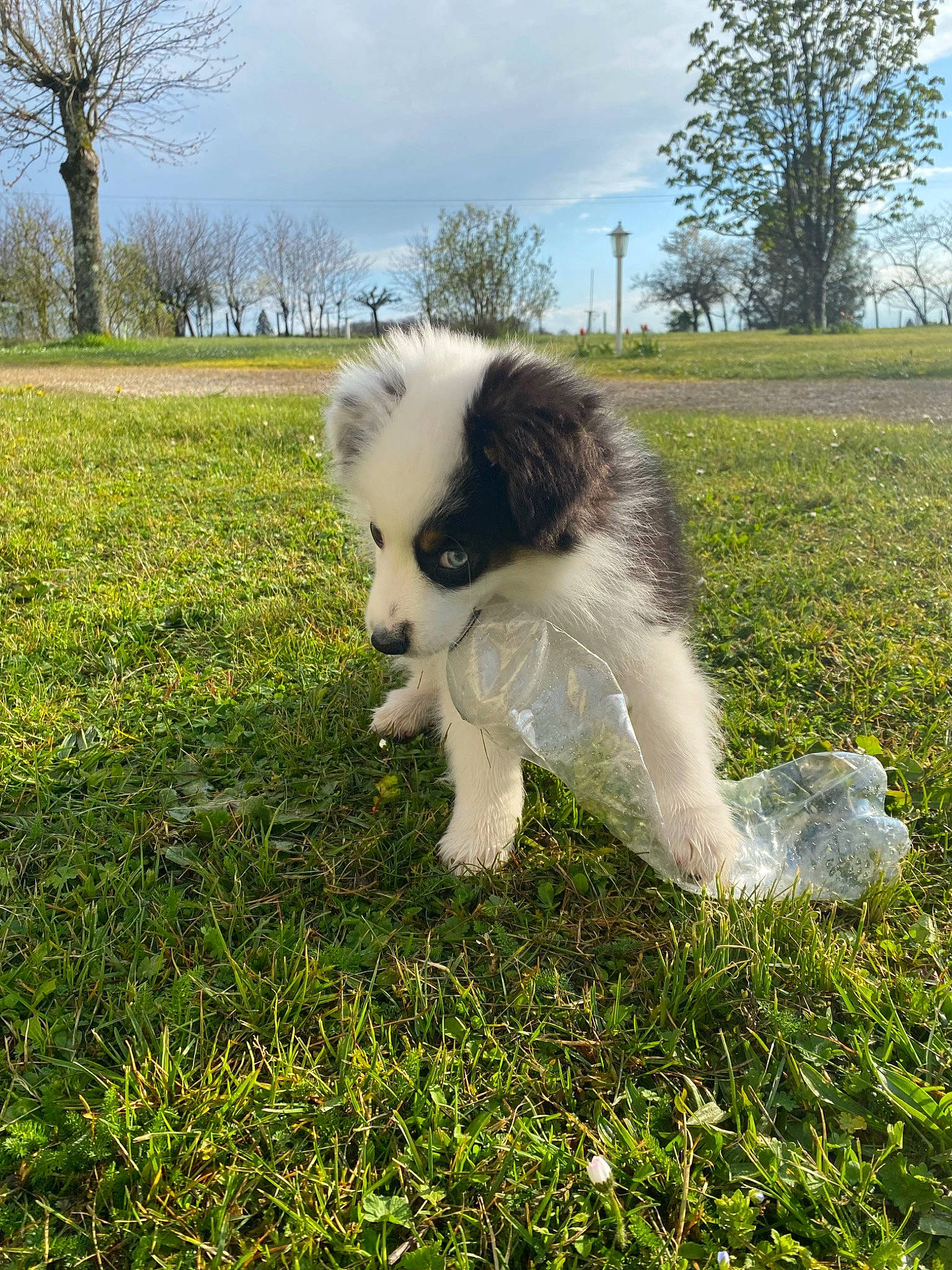 Guimauve a rejoint le concours — aidez-le/la à gagner de superbes lots ! canidae, carnivore, cloud, companion_dog, dog, dog_breed, fur, grass, grassland, groundcover, lawn, non_sporting_group, pasture, plant, sky, sporting_group, tail, toy_dog, tree, working_dog