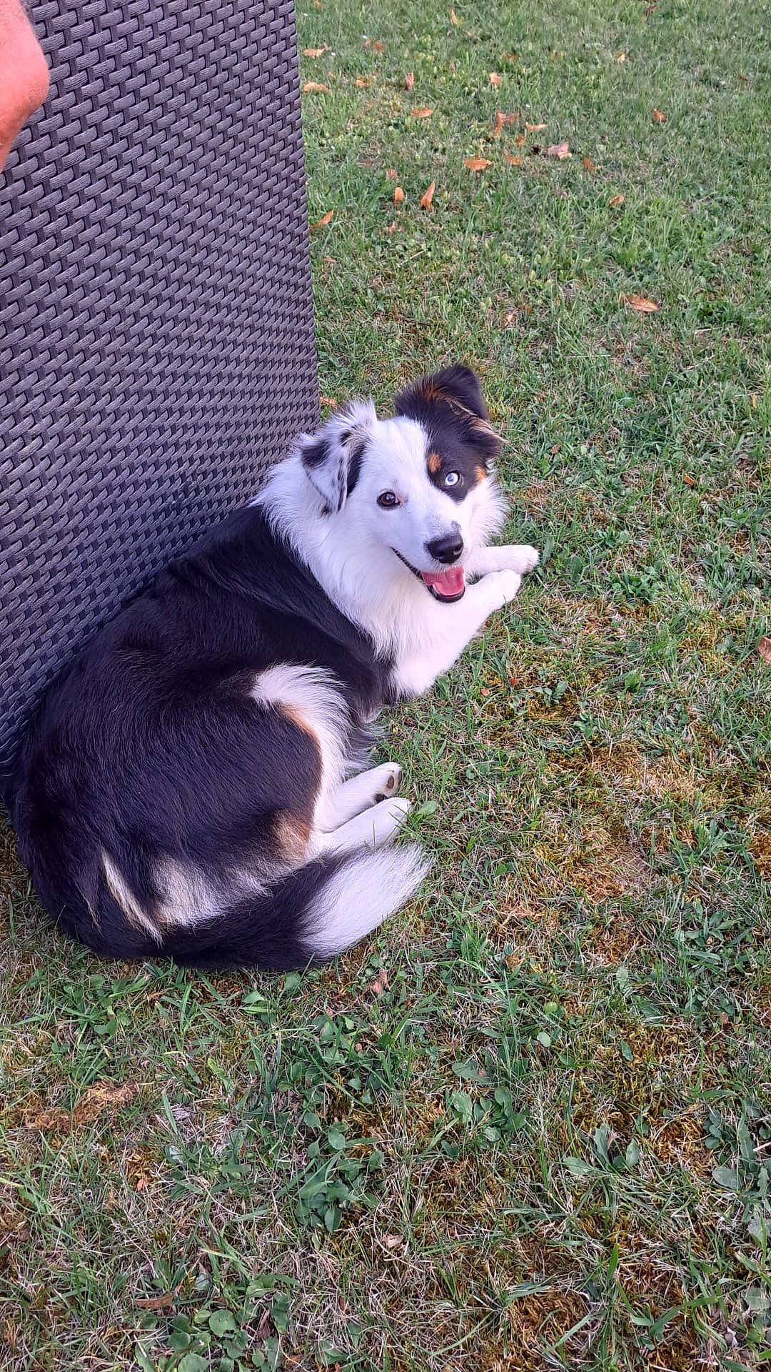 Guimauve participe au concours pour gagner de l'argent avec cette photo : canidae, carnivore, companion_dog, dog, dog_breed, dog_supply, fur, grass, herding_dog, non_sporting_group, snout, sporting_group, tail, terrestrial_animal, whiskers, working_dog