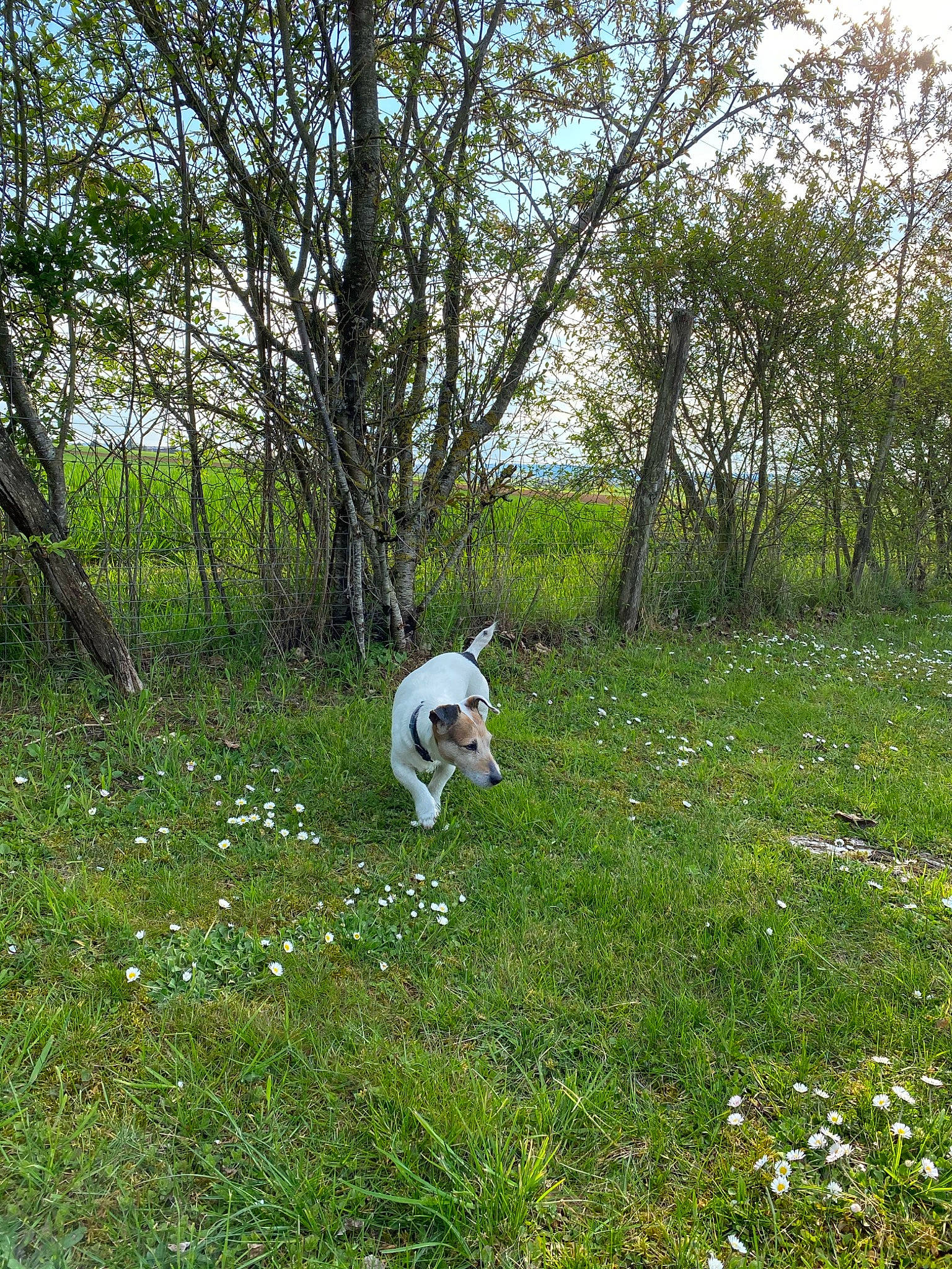 Crumble participe au concours pour gagner de l'argent avec cette photo : carnivore, companion_dog, dog, dog_breed, flower, grass, grassland, groundcover, landscape, meadow, natural_landscape, pasture, people_in_nature, plant, shrub, sky, terrestrial_plant, tree, woodland, woody_plant